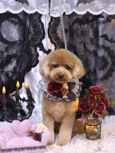 20231009コアくん